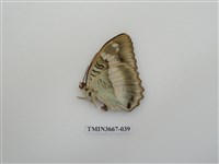 藏品(蛺蝶科(1))的圖片